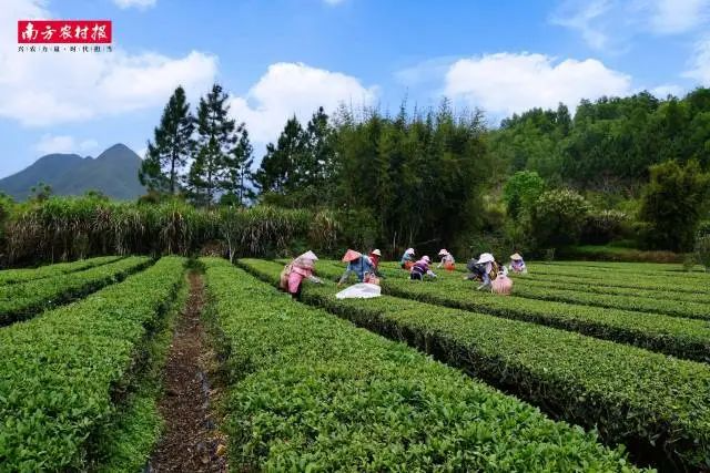 在標(biāo)準(zhǔn)化生產(chǎn)體系下，蓮花山茶品質(zhì)顯著提升，市場價(jià)格走高，帶動(dòng)茶農(nóng)收入大幅增長。